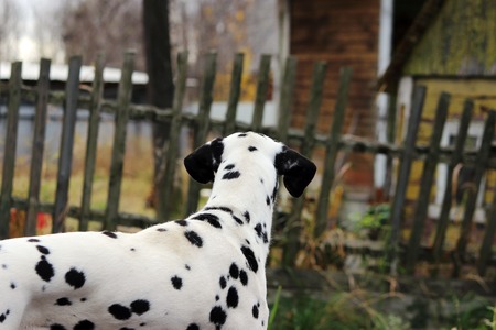 dalmatin breed dog walking on the street in the village without the ownerの写真素材