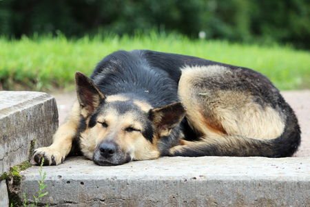 Dog is basking in the sun while lying in the parkの写真素材