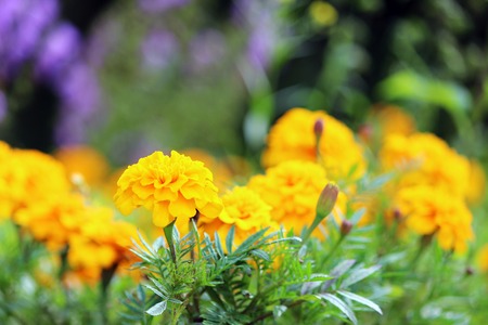 Marigolds Tagetes erecta, Mexican marigold, Aztec marigold, African marigold の写真素材
