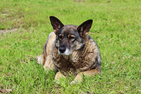 guard outbred old dog is lying on the grass and guards the entrance to the gate of the yard.の写真素材