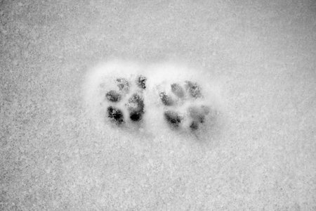 snowy crust, feline prints trace, white background