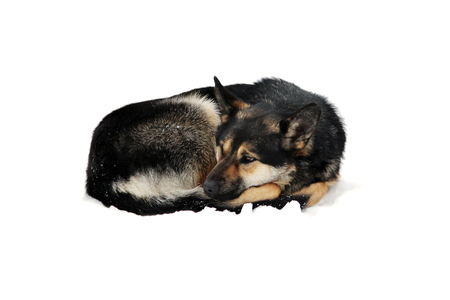 isolated stray dog lies on the snow curled up in the winterの写真素材
