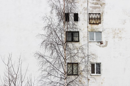 photo birch tree and the window on the background of old houses with windows and plastered white plaster.の写真素材