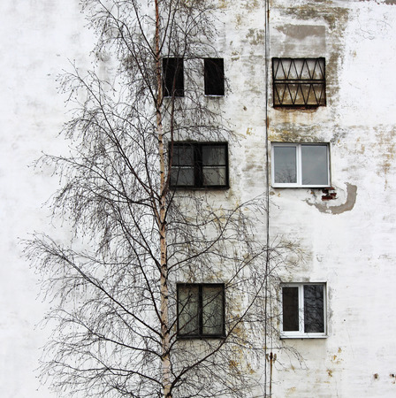 photo birch tree and the window on the background of old houses with windows and plastered white plaster.の写真素材