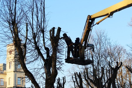 workers cut branches and trims a trees limes using the lift in the parkの写真素材