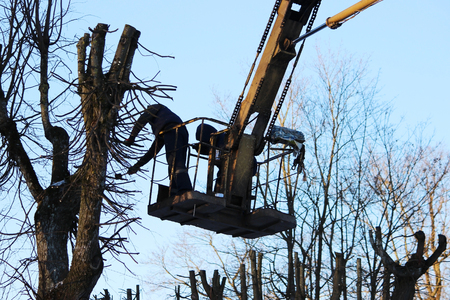 workers cut branches and trims a trees limes using the lift in the parkの写真素材