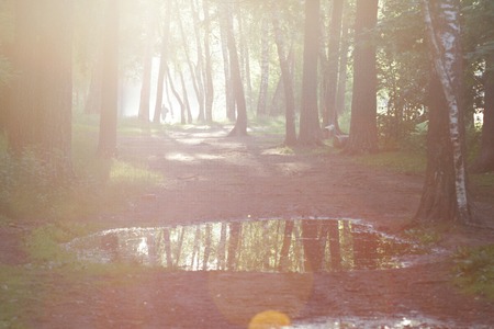 man walking through a fairytale morning forestの写真素材