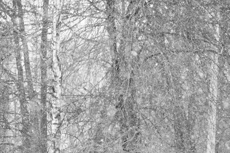Winter christmas forest with falling white snowの写真素材