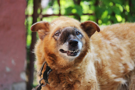 old chain red dog with a malignant inoperable tumor on the face in the area of the nasal cavity