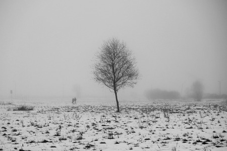 black and white photo lonely tree in a vacant lot in the morning in a dense fogの写真素材