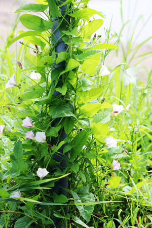 Delicate pink flowers Bindweed Convolvulus arvensis on a bright green rods of the fenceの写真素材