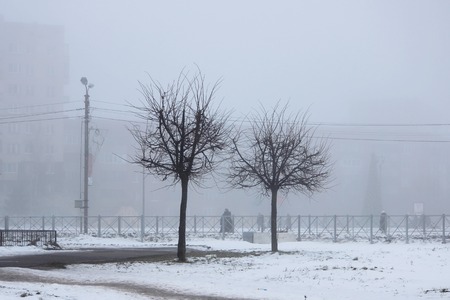 two trees in the fog in the early morningの写真素材