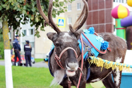 Reindeer Rangifer tarandus is in harness on holidayの写真素材