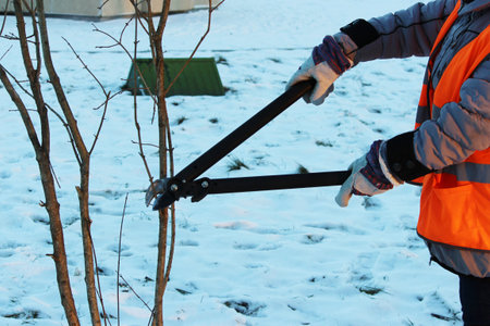 woman from the city service has been health pruning the trees with the help of professional clippers