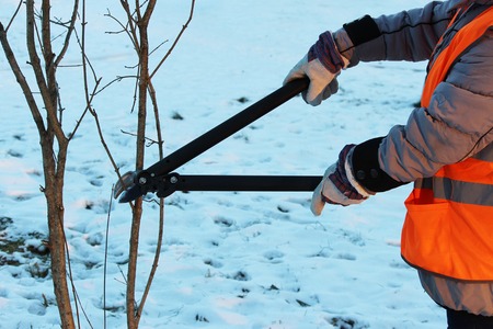 woman from the city service has been health pruning the trees with the help of professional clippersの写真素材
