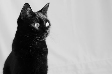 black and white photo beautiful young black cat in home interiorの写真素材