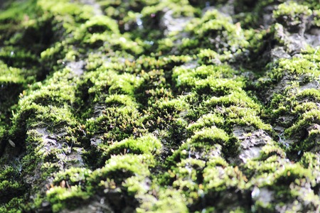 texture small green moss and bark of tree as a backgroundの写真素材