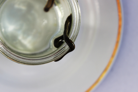 medical leech Hirudo medicinalis on a white plate.の写真素材