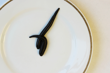 two medical leeches Hirudo medicinalis on a white plate.の写真素材