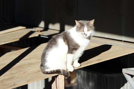 gray and white cat in anti flea collar sitting on a table at an outdoor market.の写真素材