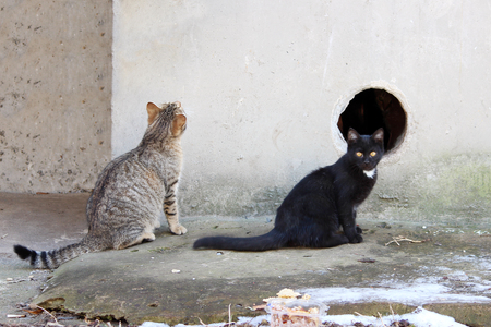 striped stray cat and a black cat sitting by the wall of an apartment house on the street next to the hole that leads to the basementの写真素材