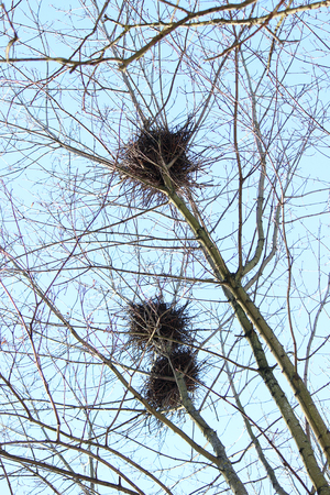 crows nest on the birches against the blue sky in springの写真素材