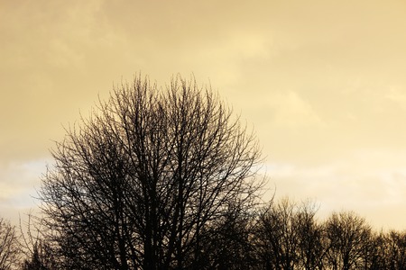 snow cloud painted in gold color of the setting of the spring sunの写真素材