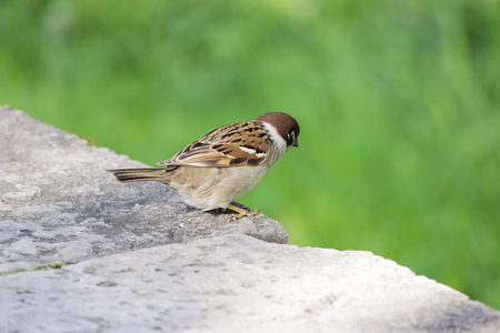 Male sparrows Passer domesticus sitting on a concrete foundationの写真素材