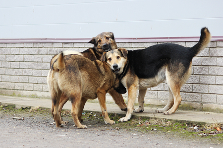 Several stray dogs play with each otherの写真素材