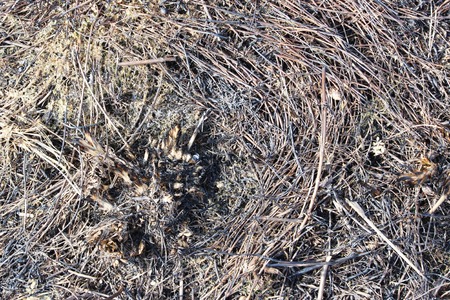 Field burned dry grass in the springの写真素材