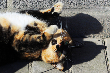 lonely nice stray cat tortoiseshell tricolor colorの写真素材