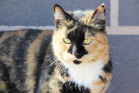 lonely stray cat tortoiseshell tricolor color.の写真素材