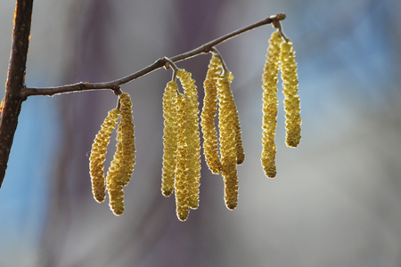 Yellow flowering earrings of an alder tree Alnus in early springの写真素材