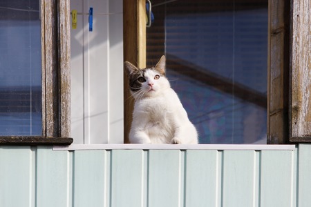 A white fat cat sits on a balcony in the spring and beholds passers-by from thereの写真素材