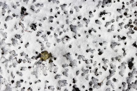 texture traces of water droplets on the white snow under a tree birch during thaw.の写真素材