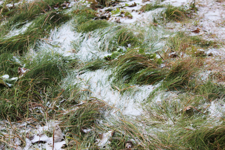 The first snow on a background of green grass in the fallの写真素材