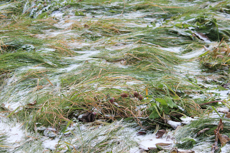 The first snow on a background of green grass in the fallの写真素材