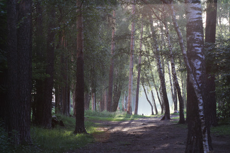 Early morning and fog in the forest near Moscowの写真素材