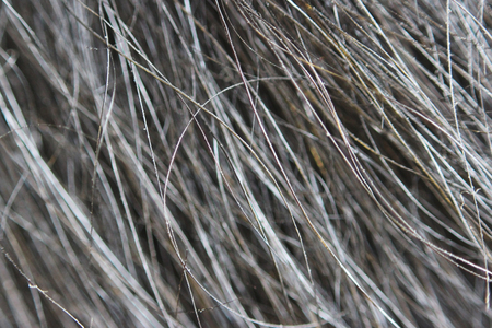 Macro texture of wool black wild Altaic yakの写真素材