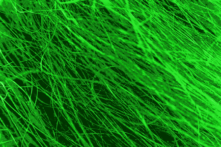 Abstract Luminescence fluorescent green glowing hair of yak.の写真素材