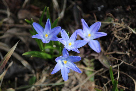 Chionodoxa luciliae Scilla luciliae flowers in spring garden, Gatchina, Russiaの写真素材