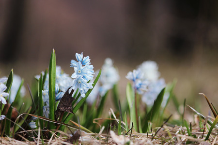 small white spring flowers close up Puschkinia scilloides.の写真素材