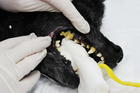 Veterinary stomatology: Cleaning teeth from plaque and stone in a 9 year old poodle Intubated under anesthesia with an ultrasound scalerの写真素材