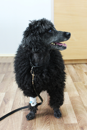 Old 9-year-old black poodle in a veterinary clinic after removing the tumor on the skin in the back area. On the front paw, an intravenous catheter through which anesthesia was administeredの写真素材