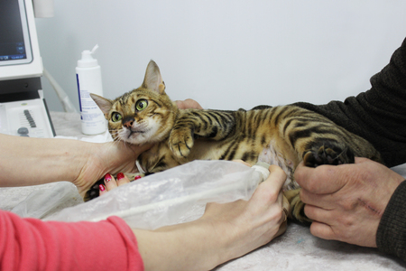 A pregnant thoroughbred cat toyger from the breeding ground on the ultrasonography of the uterus in a veterinary clinic.の写真素材