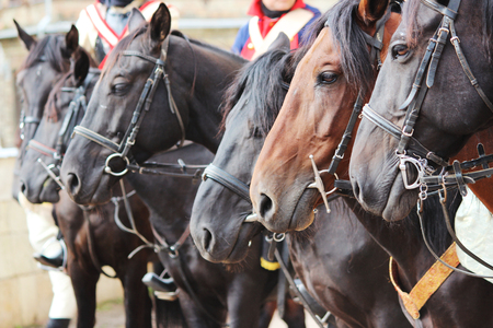 Several horse Equus caballus on a performance at City Day Gatchina Leningrad Region, Russia.の写真素材