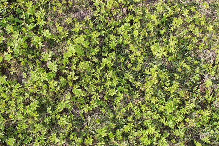 Grass. Fresh green spring grass. Abstract Nature Backgroundの写真素材