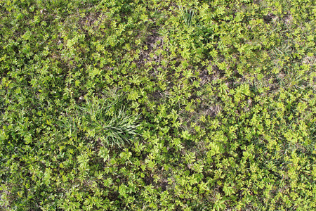 Grass. Fresh green spring grass. Abstract Nature Backgroundの写真素材