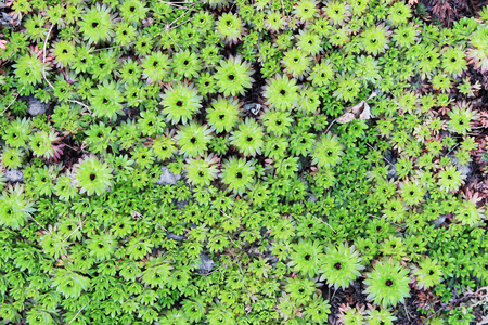 Green grass Arnails saxifrage Saxifraga arendsii in the springの写真素材