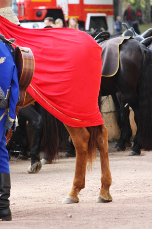 Croup of horses Equus caballus, covered with a red cloak on a performance at City Day Gatchina Leningrad Region, Russia.の写真素材